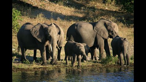 botswana videos .